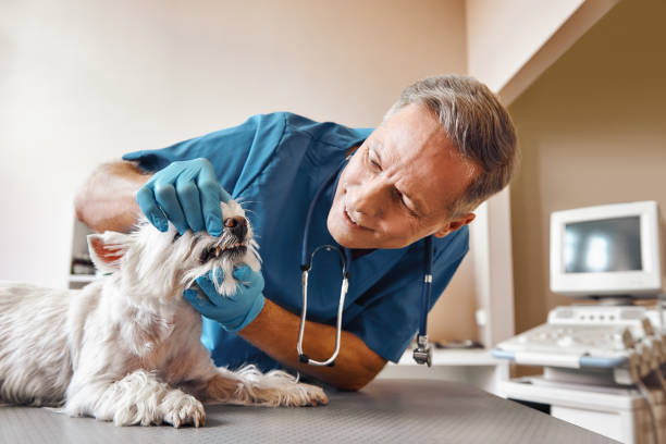 Best Mobile Emergency Dentist in Algonquin, MD